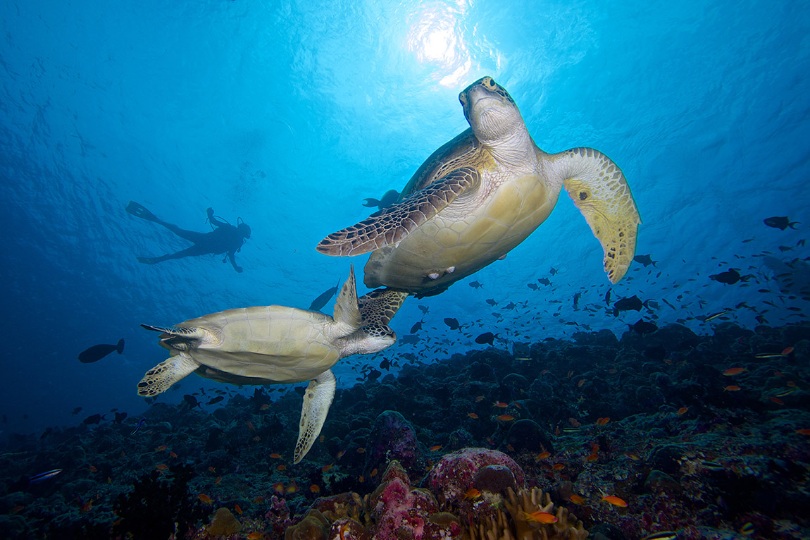 Prodivers: The fascinating underwater world of the Maldives up-close