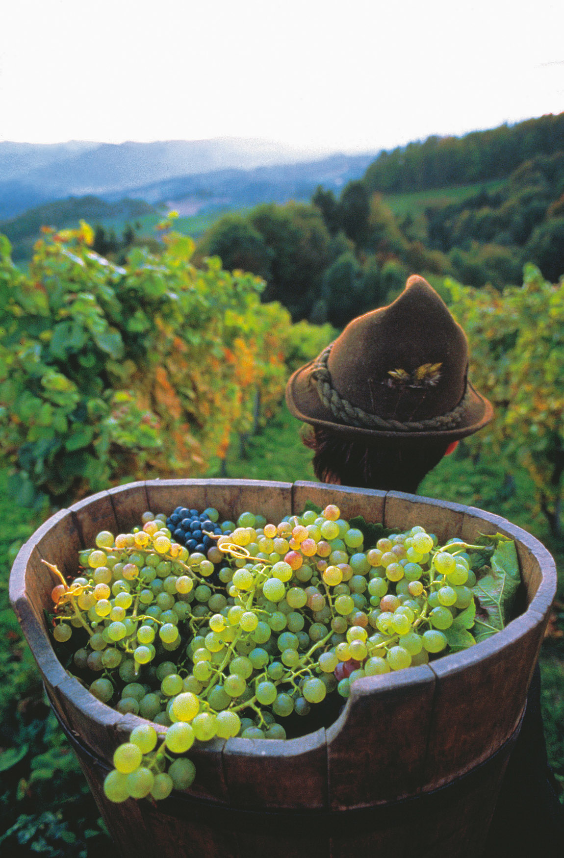 An Introduction to Austrian Wines: The Country’s Top 5 Wines to Try This Summer