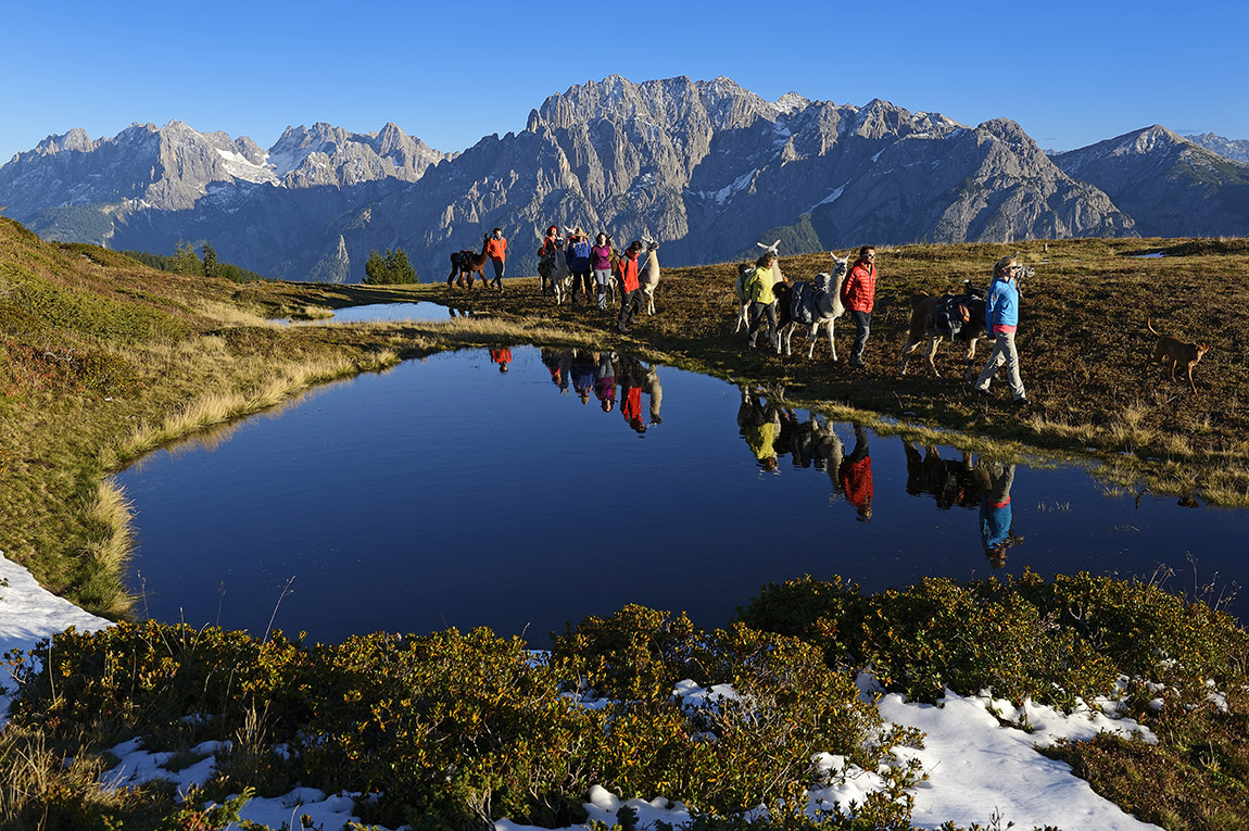 PANORAMA WITH LLAMA – Furry and beautiful trekking tours in East Tyrol