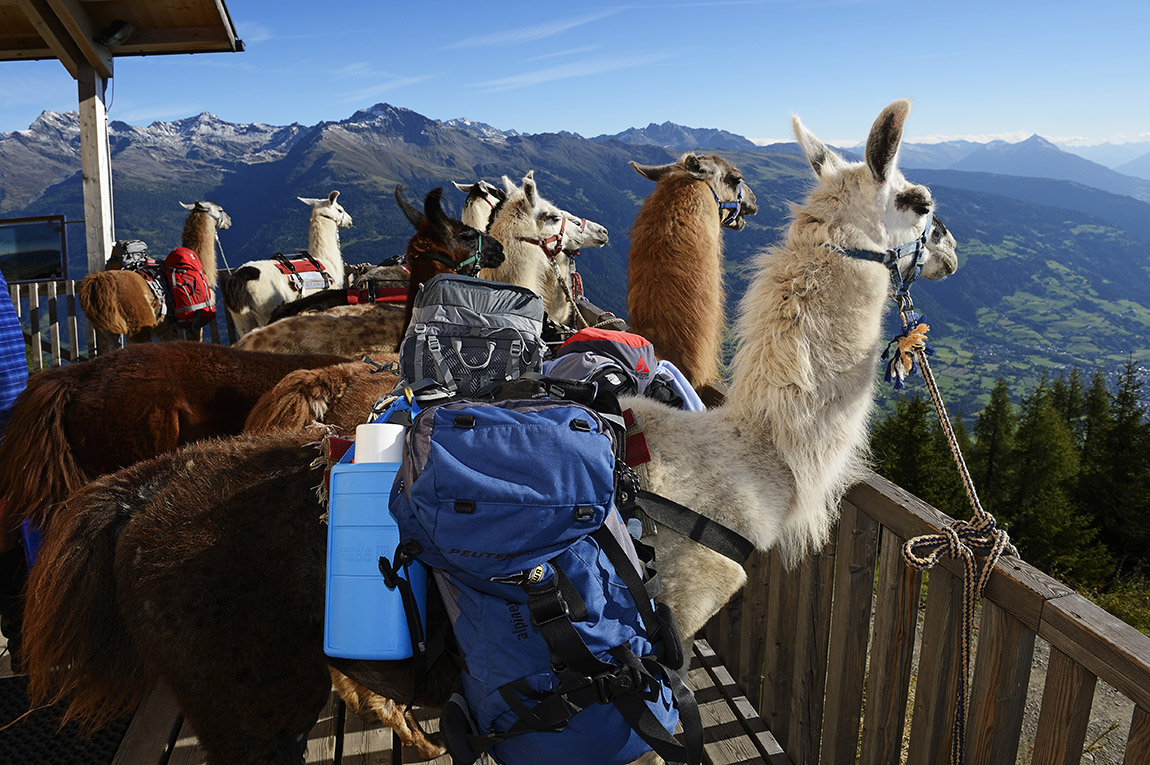 PANORAMA WITH LLAMA – Furry and beautiful trekking tours in East Tyrol