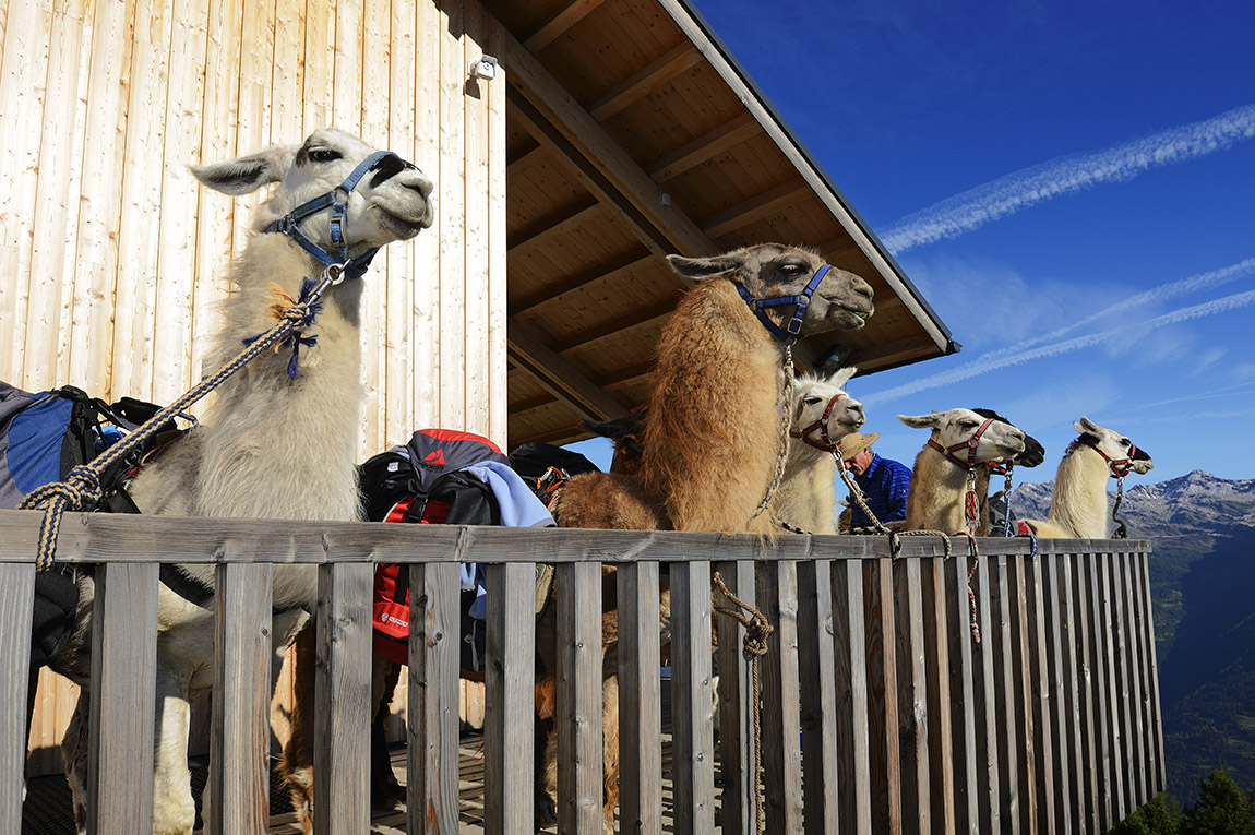 PANORAMA WITH LLAMA – Furry and beautiful trekking tours in East Tyrol