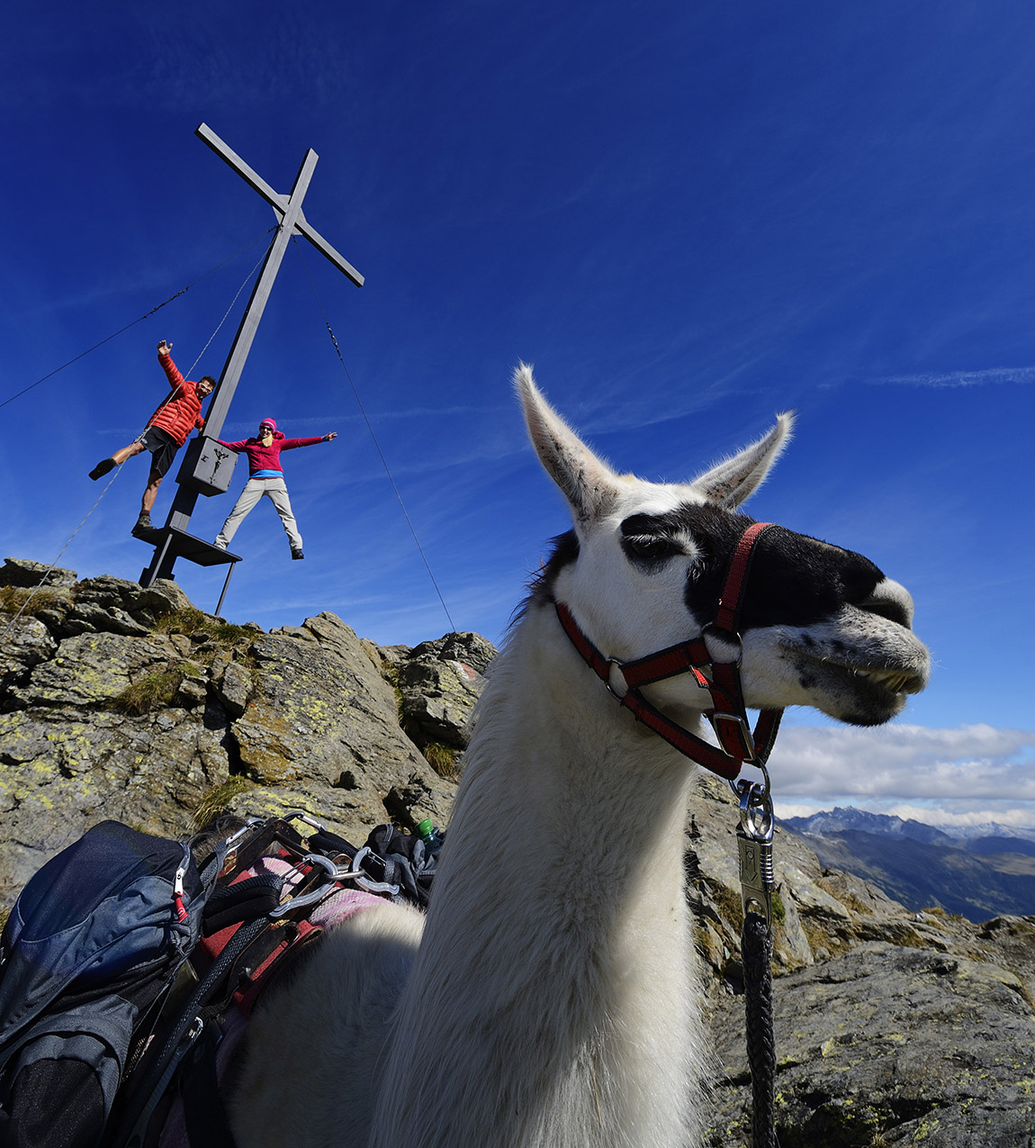 PANORAMA WITH LLAMA – Furry and beautiful trekking tours in East Tyrol