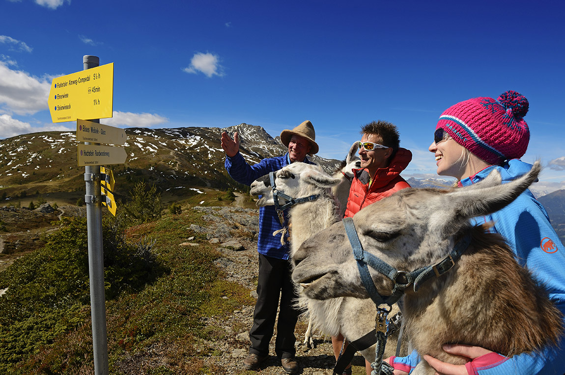 PANORAMA WITH LLAMA – Furry and beautiful trekking tours in East Tyrol