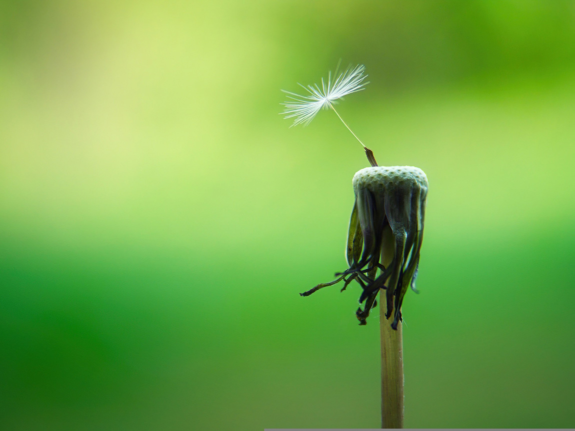 Dandelion. Foto: Joe / Pixabay