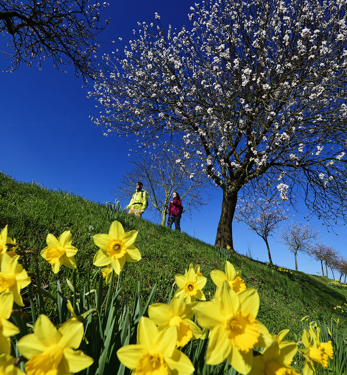 Pretty in pink – Cycle through the almond blossom in southern Palatinate